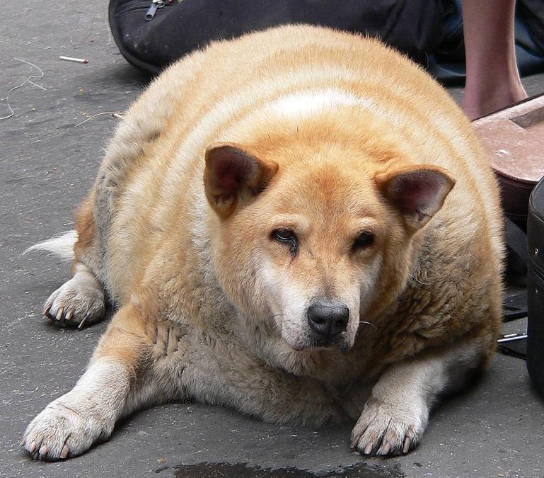 жирная собака