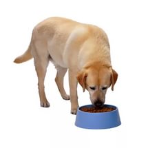 Чем кормить собаку после родов
