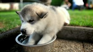 Чем кормить щенка 