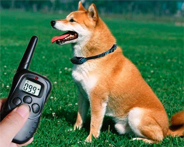 Электронный ошейник для дрессировки собак купить