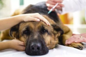 Симптомы после укуса клеща у собаки