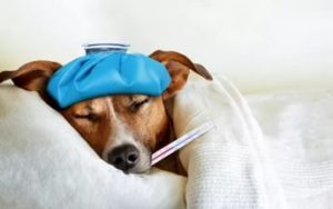 Осложнения после прививки от бешенства у собак