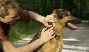 Симптомы после укуса клеща у собаки