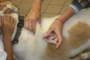 Симптомы бешенства у человека после укуса собаки