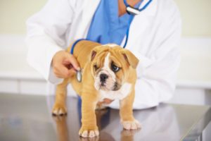 Осложнения после прививки от бешенства у собак